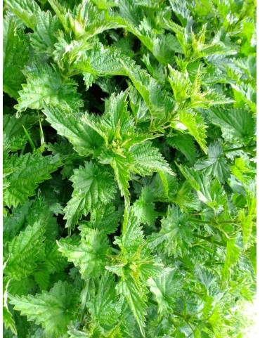 Ortie bio " Urtica dioica"