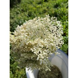 Fleur de sureau bio