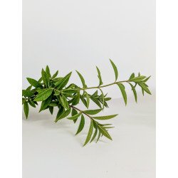 Verveine Citronnée Bio