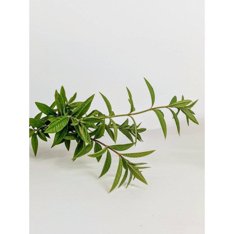 Verveine Citronnée Bio