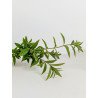 Verveine Citronnée Bio