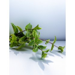 Menthe poivrée Bio