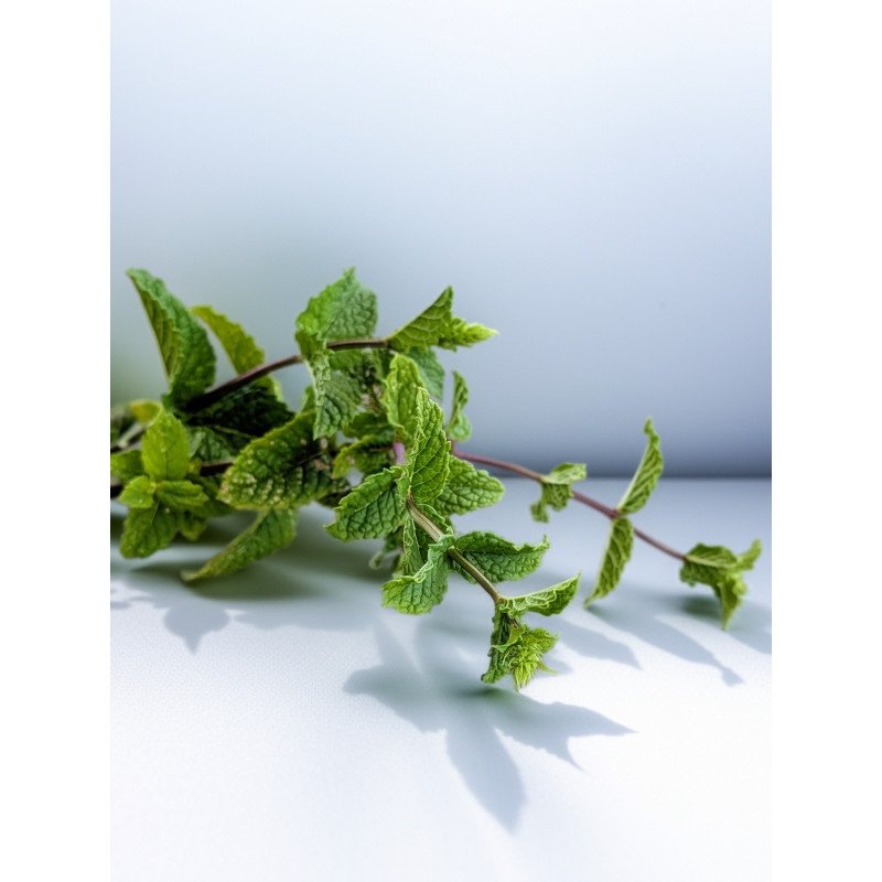 Menthe poivrée Bio