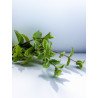 Menthe poivrée Bio