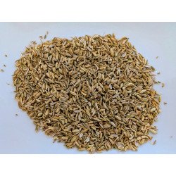 Fenouil Bio