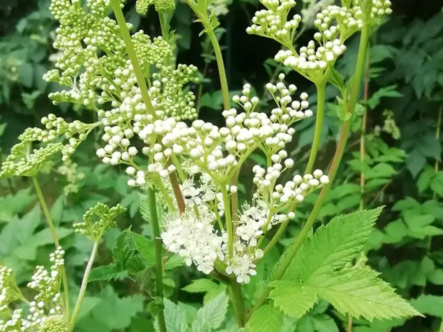 Reine-des-prés en fleur dans les cultures de la ferme